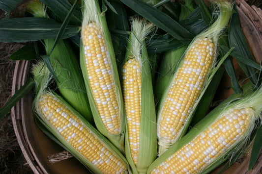 Freshly Picked Sweet Corn